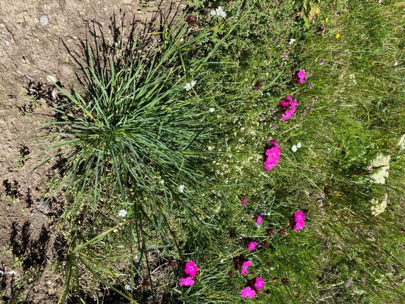 Foto 04.07.20, 15 48 15
