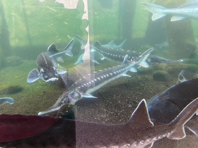 Fische1