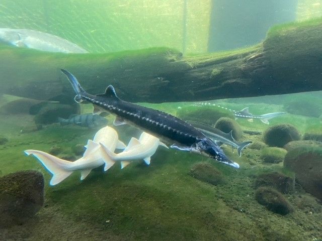 Fische2