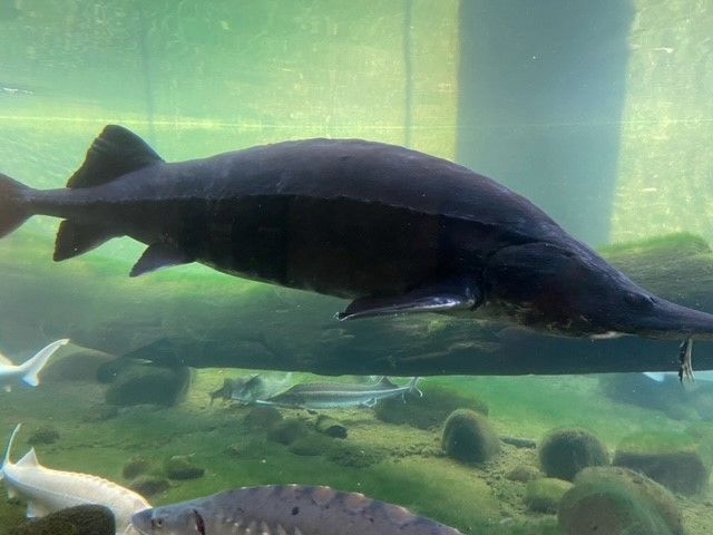 Fische3