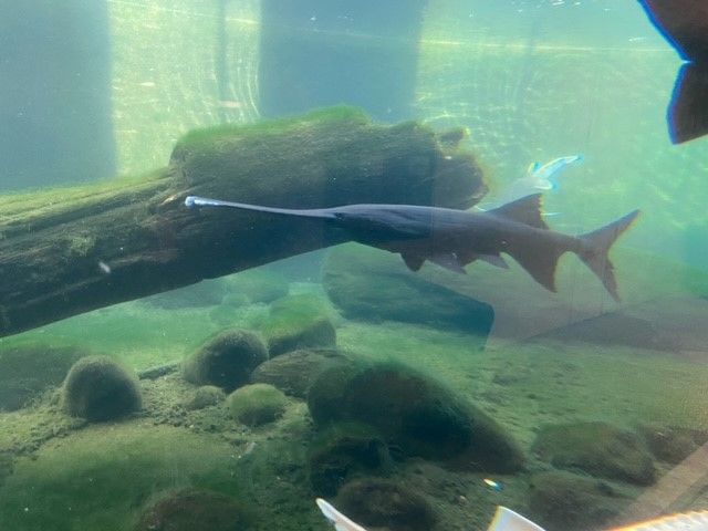 Fische4