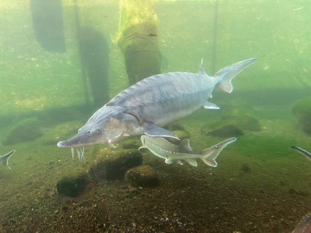 Fische5
